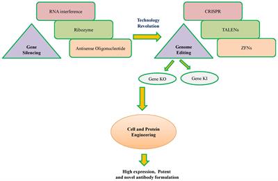 Cell Line Techniques and Gene Editing Tools for Antibody Production: A Review